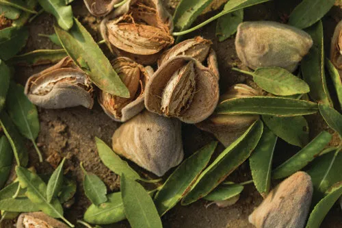 아몬드 재배 개화기 저온 대책 수분수 관리_4