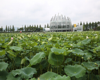 무안 연꽃축제_3