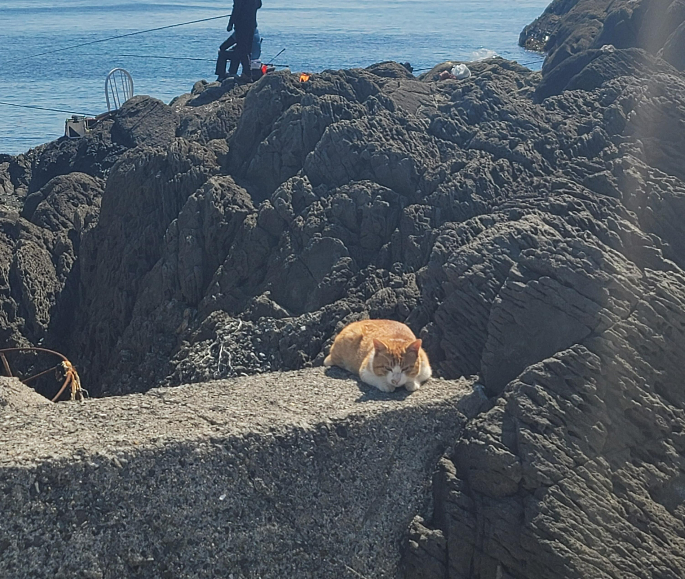낚시 근처 고양이