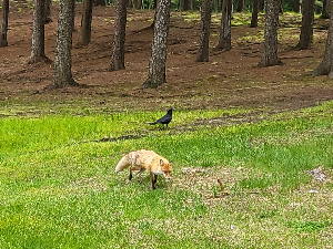 골드삿포로 c.c 의 까마귀와여우