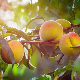 복숭아 나무 한살이 시기_25