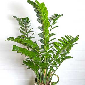 zz-plant