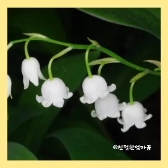 은방울꽃 꽃말 봄 꽃 꽃말 모음_15