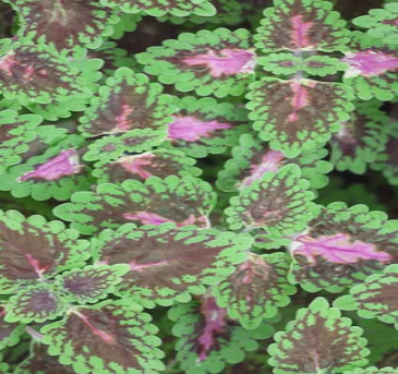콜레우스 포스콜리(Coleus Forskohlii)