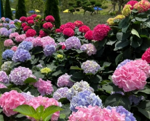 전남 강진 보은산 V랜드 수국길