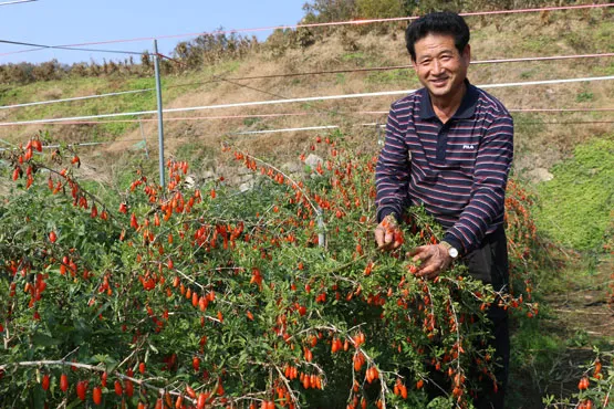 구기자 재배 삽목 번식 가지치기 건조 보관_8