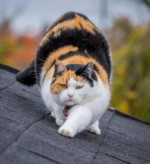 고양이 산책