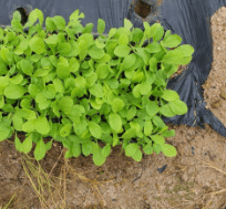 김장 배추 모종 심는 시기