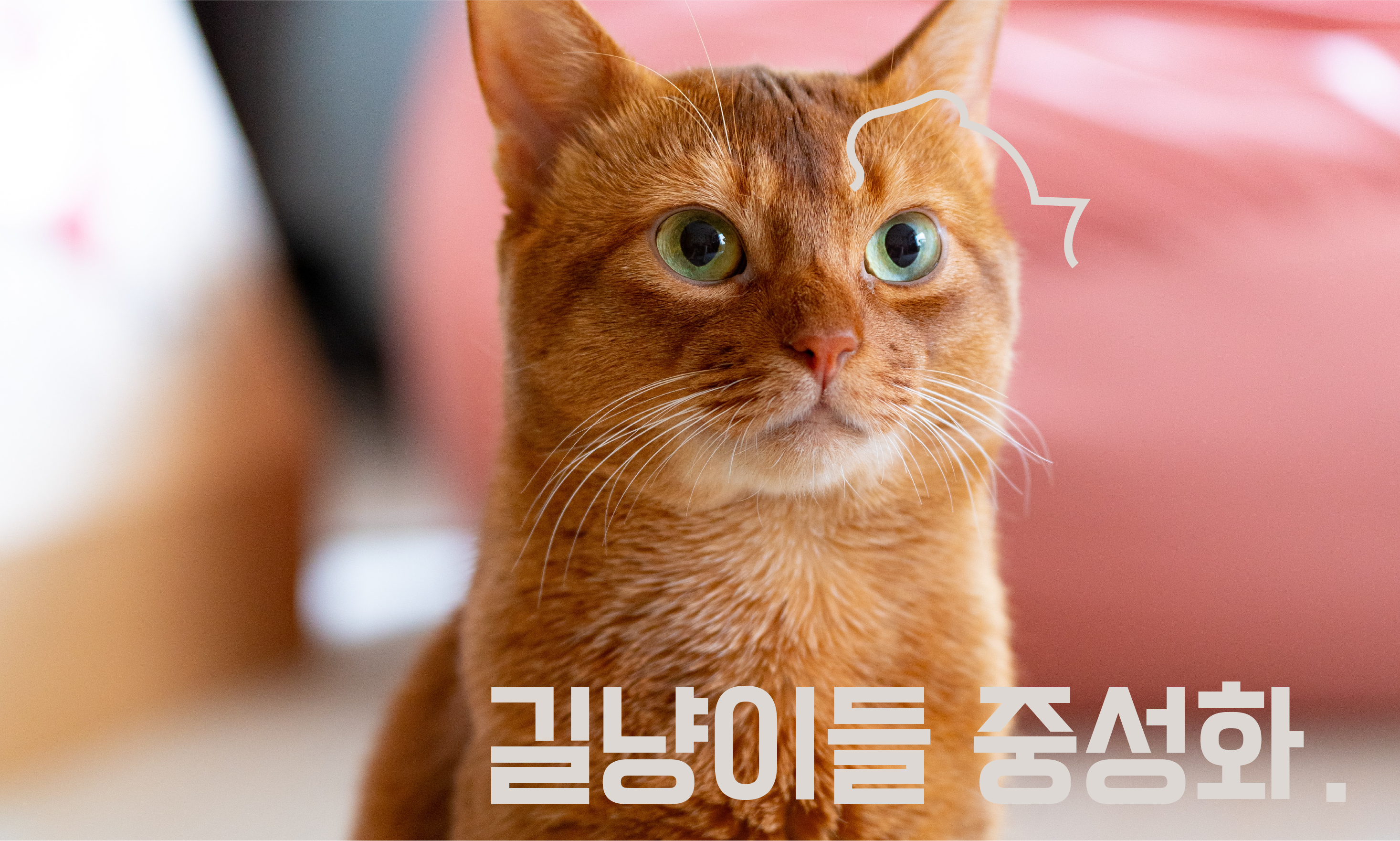 고양이-중성화