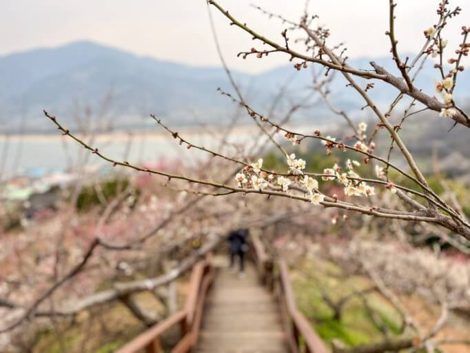 광양매화축제