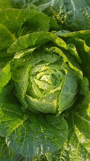 김치 냉장고 가격비교