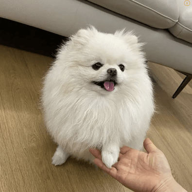 포메라나안