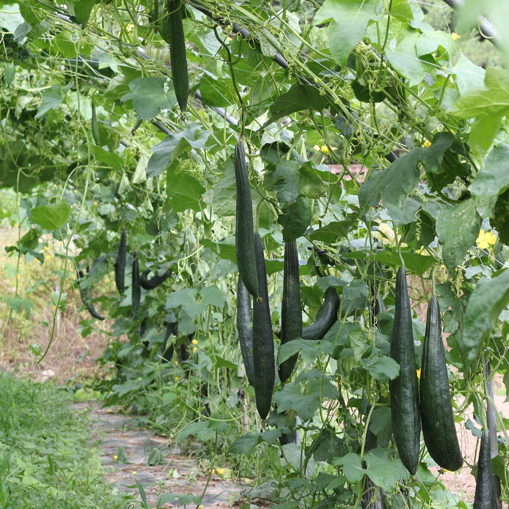 마시기 편한 국산 수세미즙 기침 멈춘 비밀