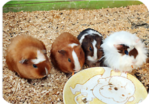 동천자연식물원 기니피그 이미지 출처: 동천자연식물원 홈페이지