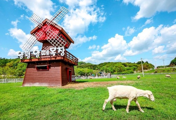 12월 여행지 추천 아이들과 가기 좋은곳 양평 양떼목장