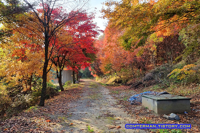 금산 만악리 수목원 단풍 터널