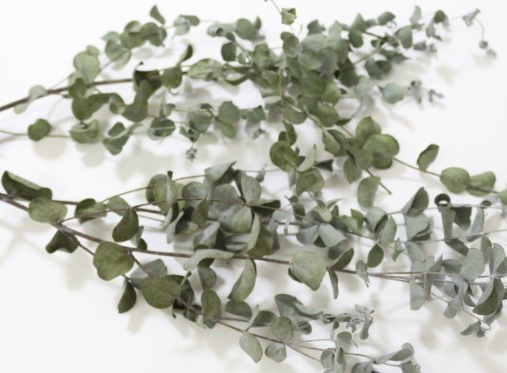 유칼립투스를 드라이플라워로 활용