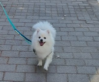 폼피츠 토토 사진