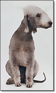 테리어
베들링턴 테리어(Bedlington Terrier)