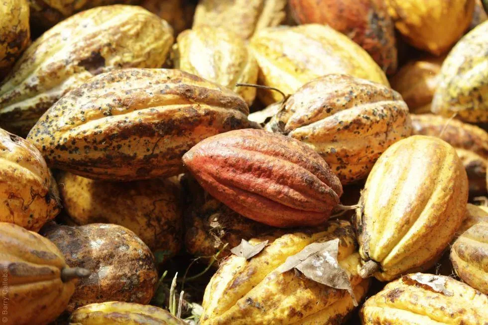 카카오 재배 온습도 관리 차광막 설치 열매 발효_5