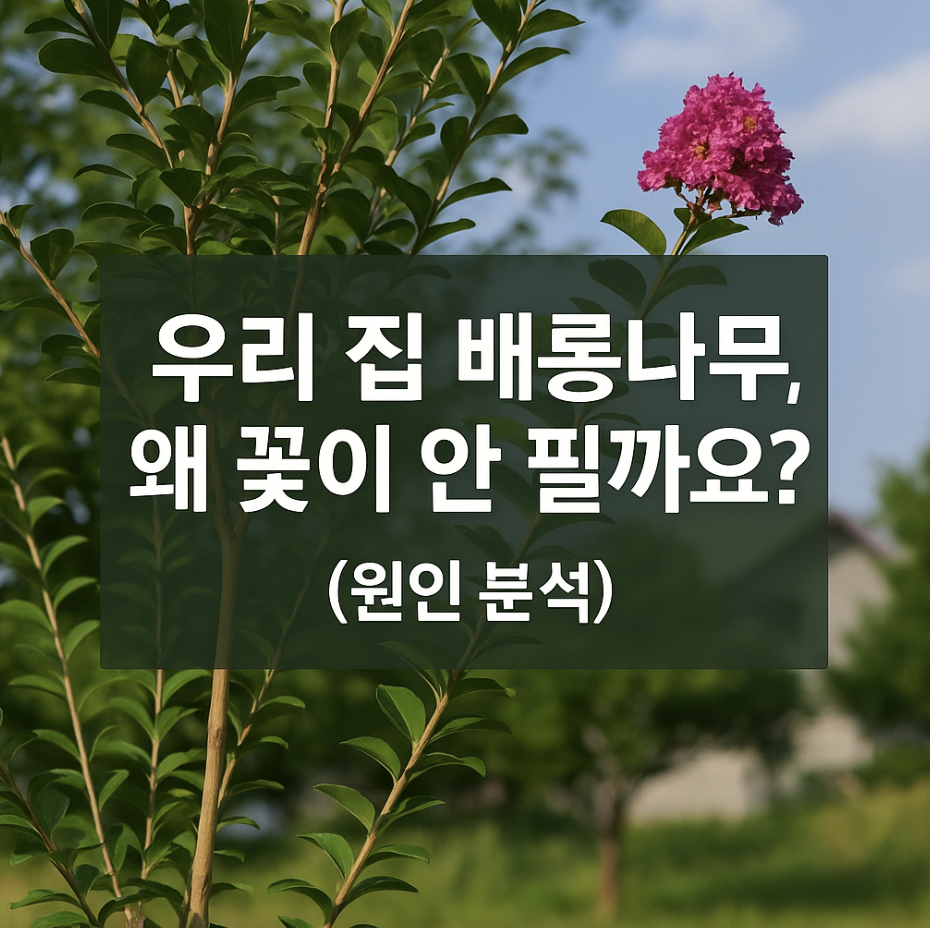 우리 집 배롱나무, 왜 꽃이 안 필까요? (원인 분석)