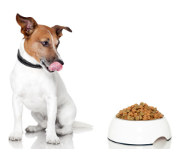 개 음색 알레르기