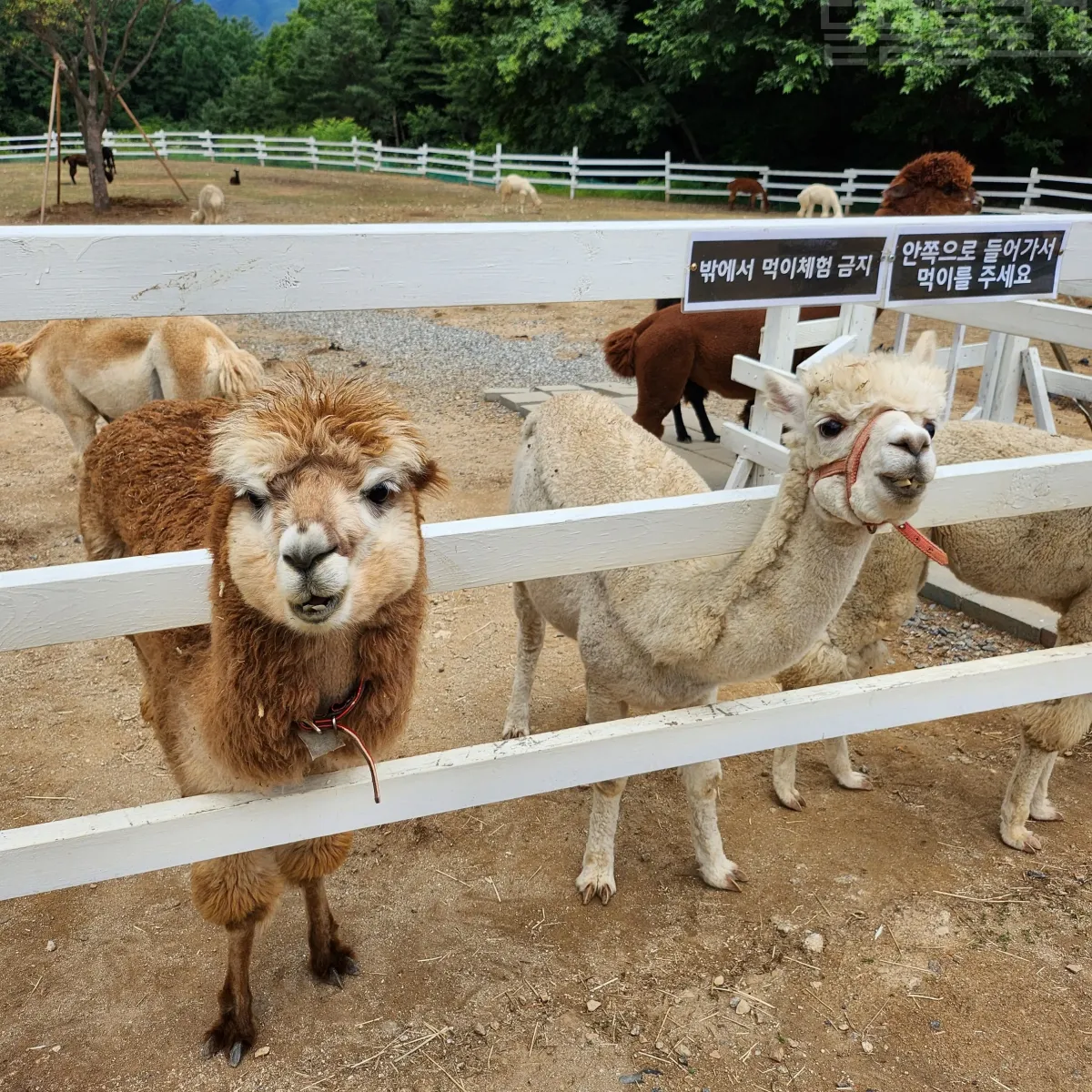 가평-양떼목장-알파카
