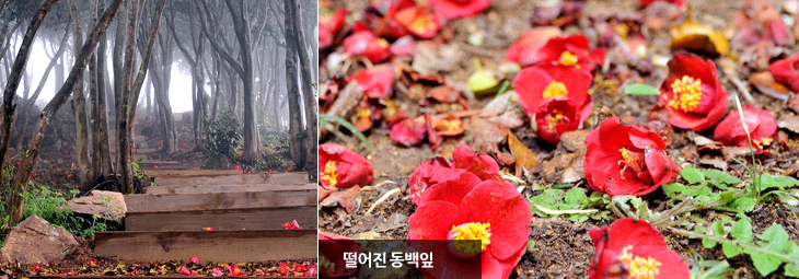 동백꽃 명소 동백나무 숲 명소 TOP 10