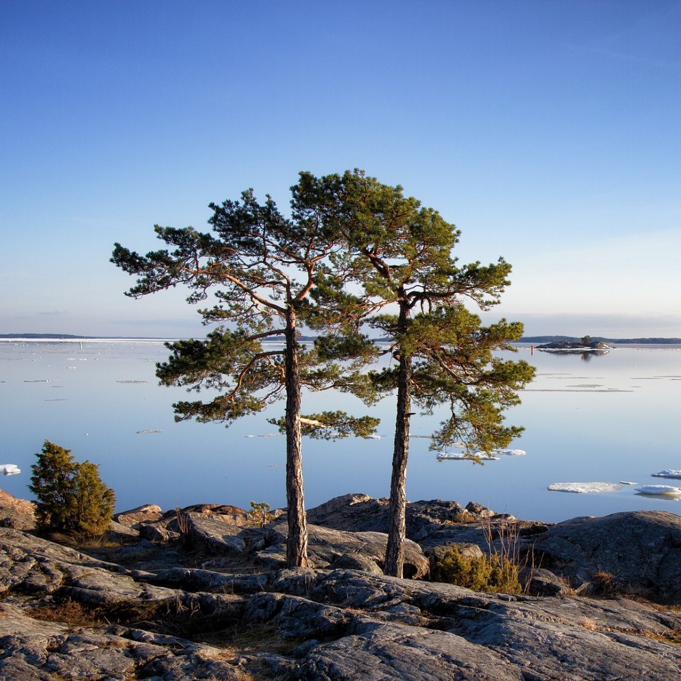 피크노제놀(Pycnogenol)을 설명하기 위한 해양 소나무 예시 사진