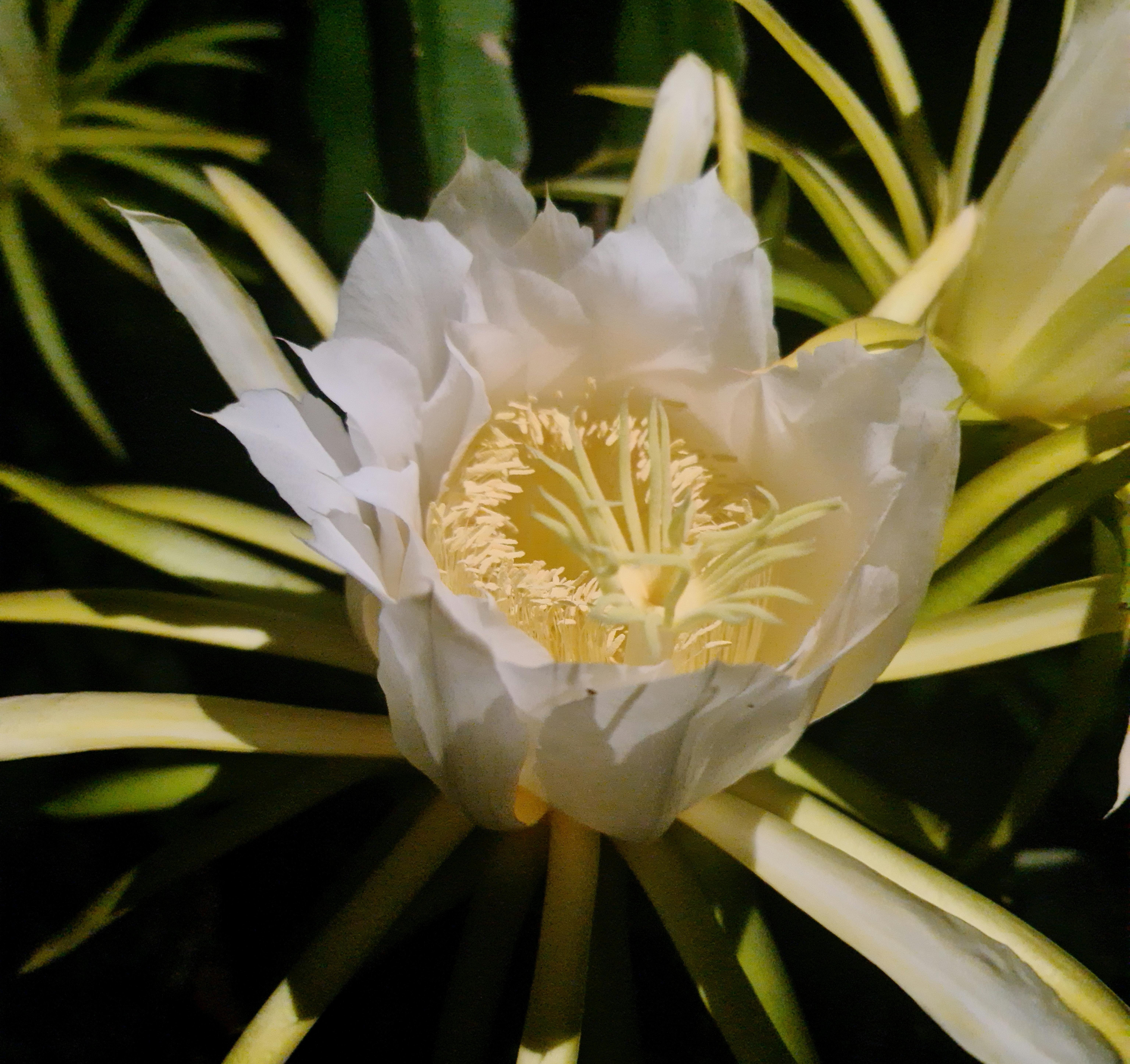 밤중에 하얗게 피어나는 “월하미인” 꽃