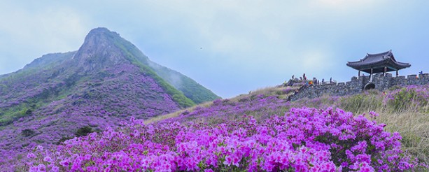 3월 4월 5월 꽃구경 봄 여행지 추천 - 부산, 경남, 전남, 충남, 충북