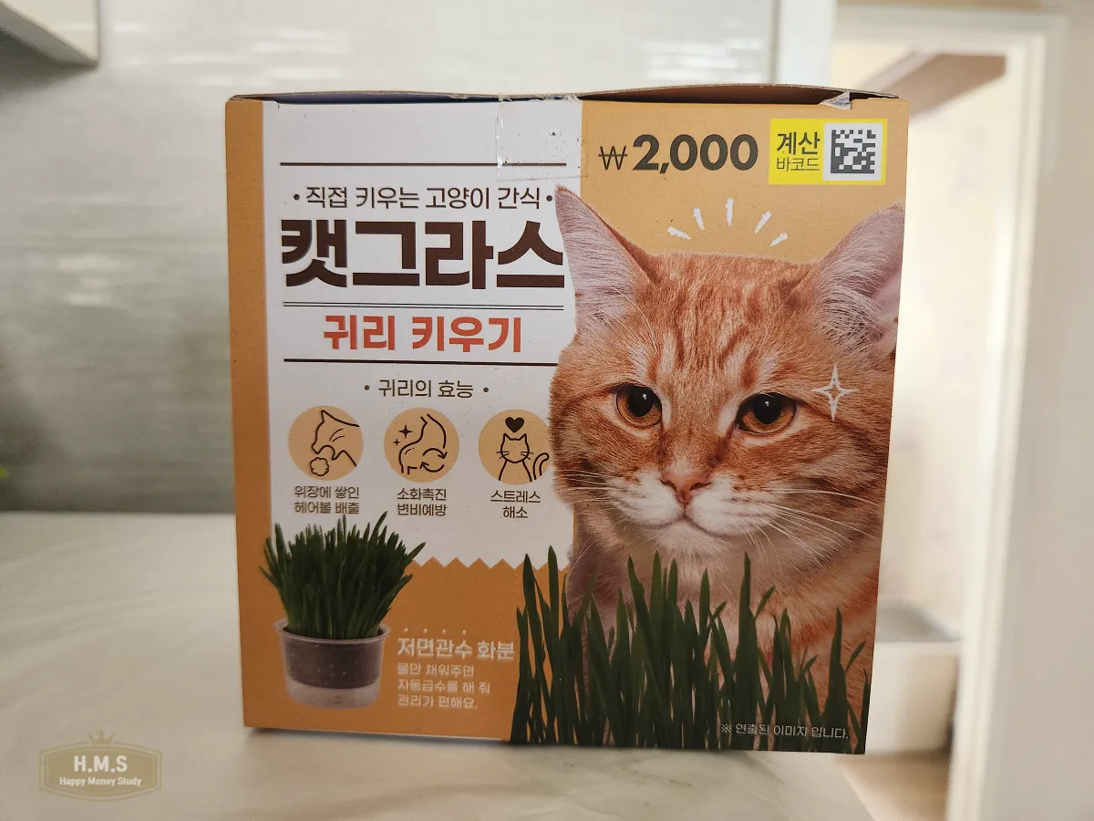고양이-귀리-키우기-다이소-제품