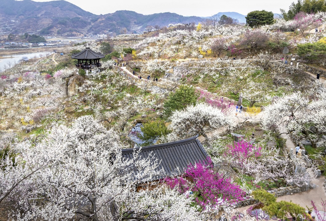 광양매화축제