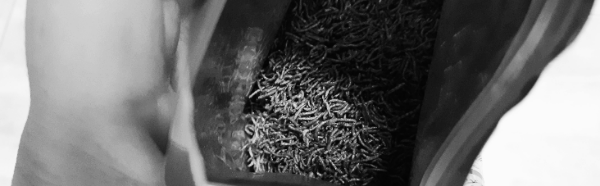 달팽이 먹이: 건조 장구벌레