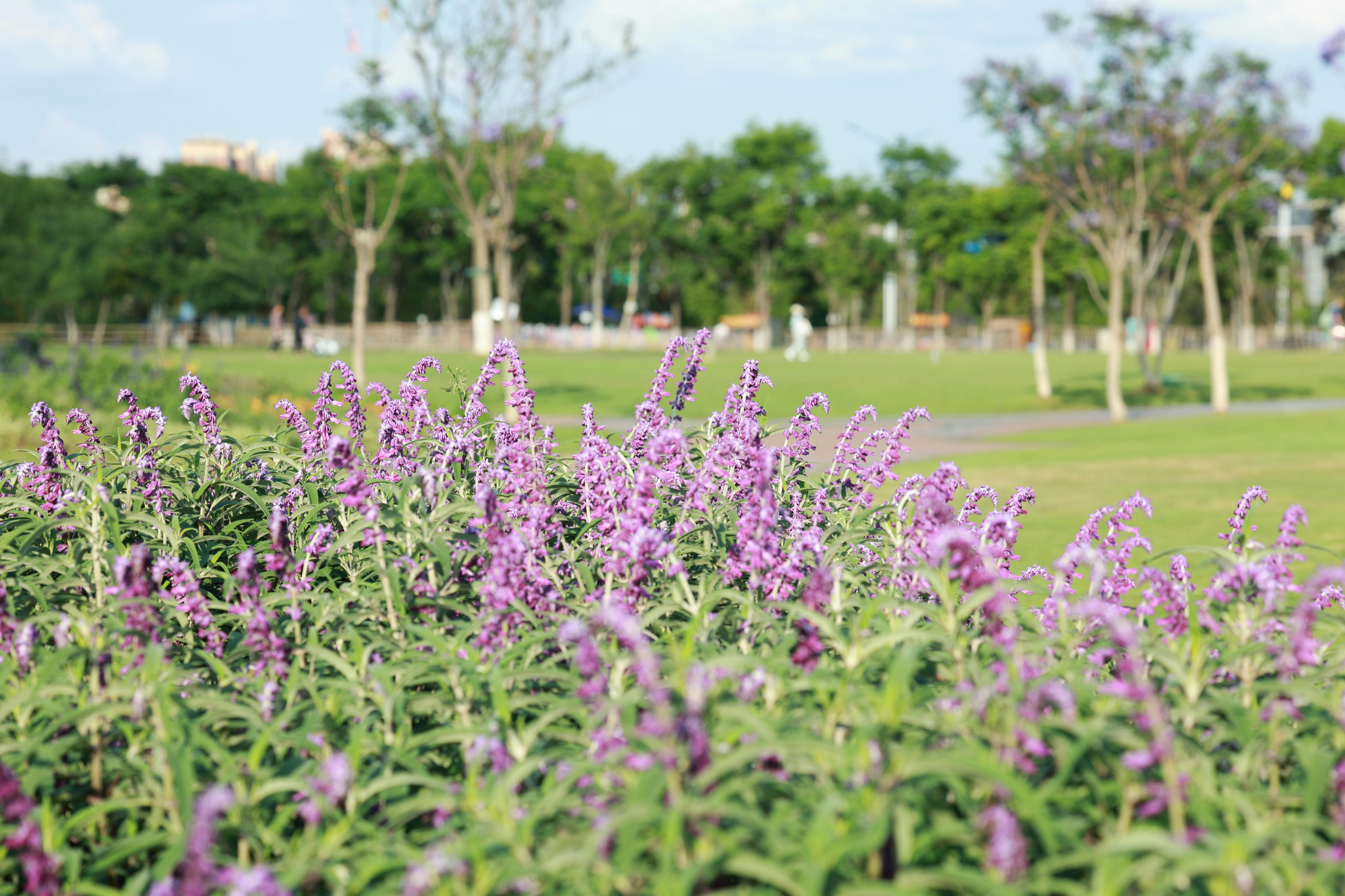 신안 퍼플섬 라벤터 축제 셔틀버스