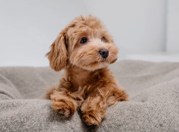 말티푸/출처:어도비스톡