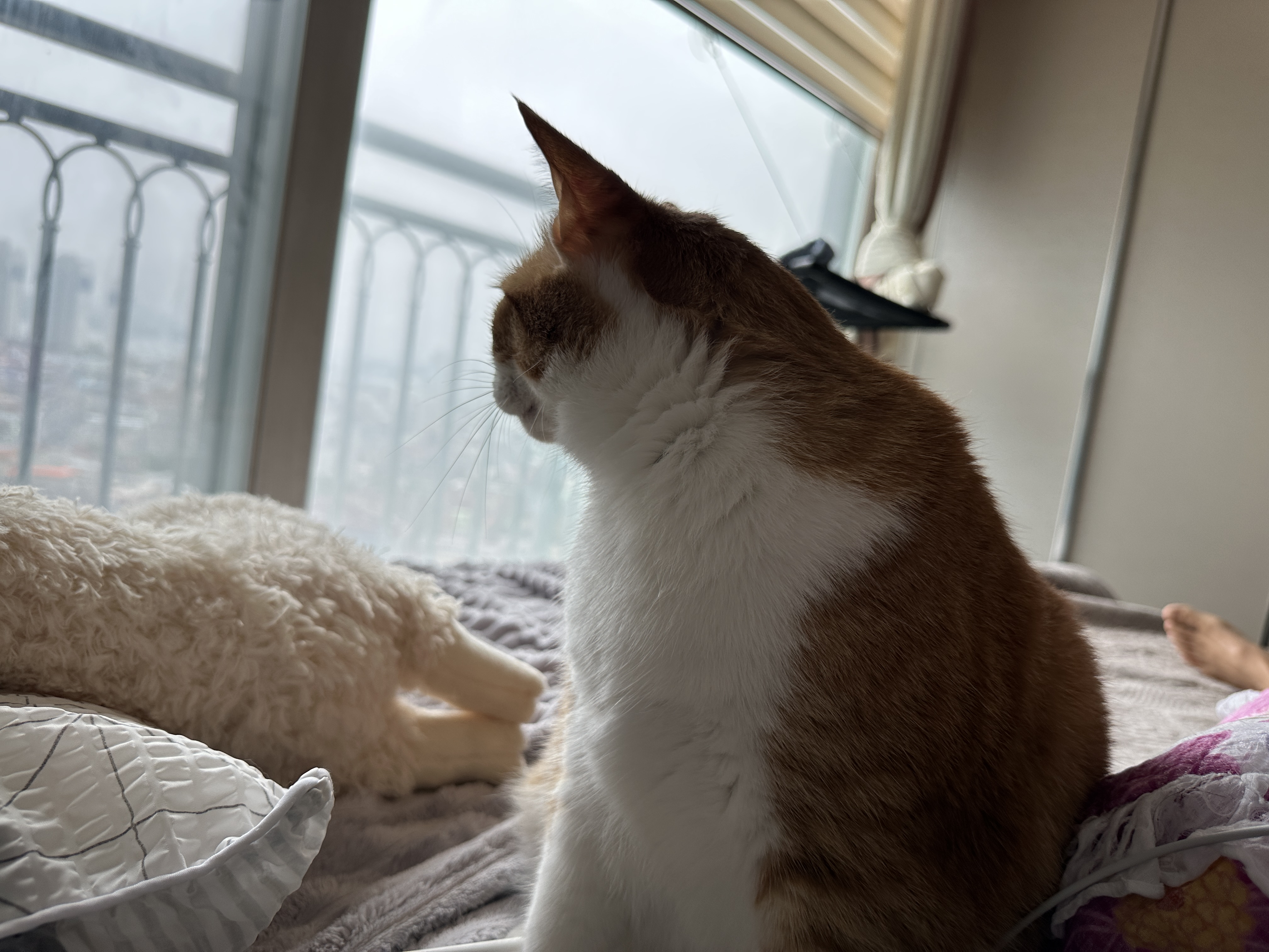 치즈냥이 호야의 귀한 채터링 영상 (feat. 애교 많은 고양이)