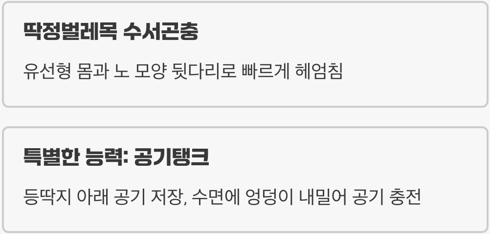 물속의 작은 포식자, 물방개