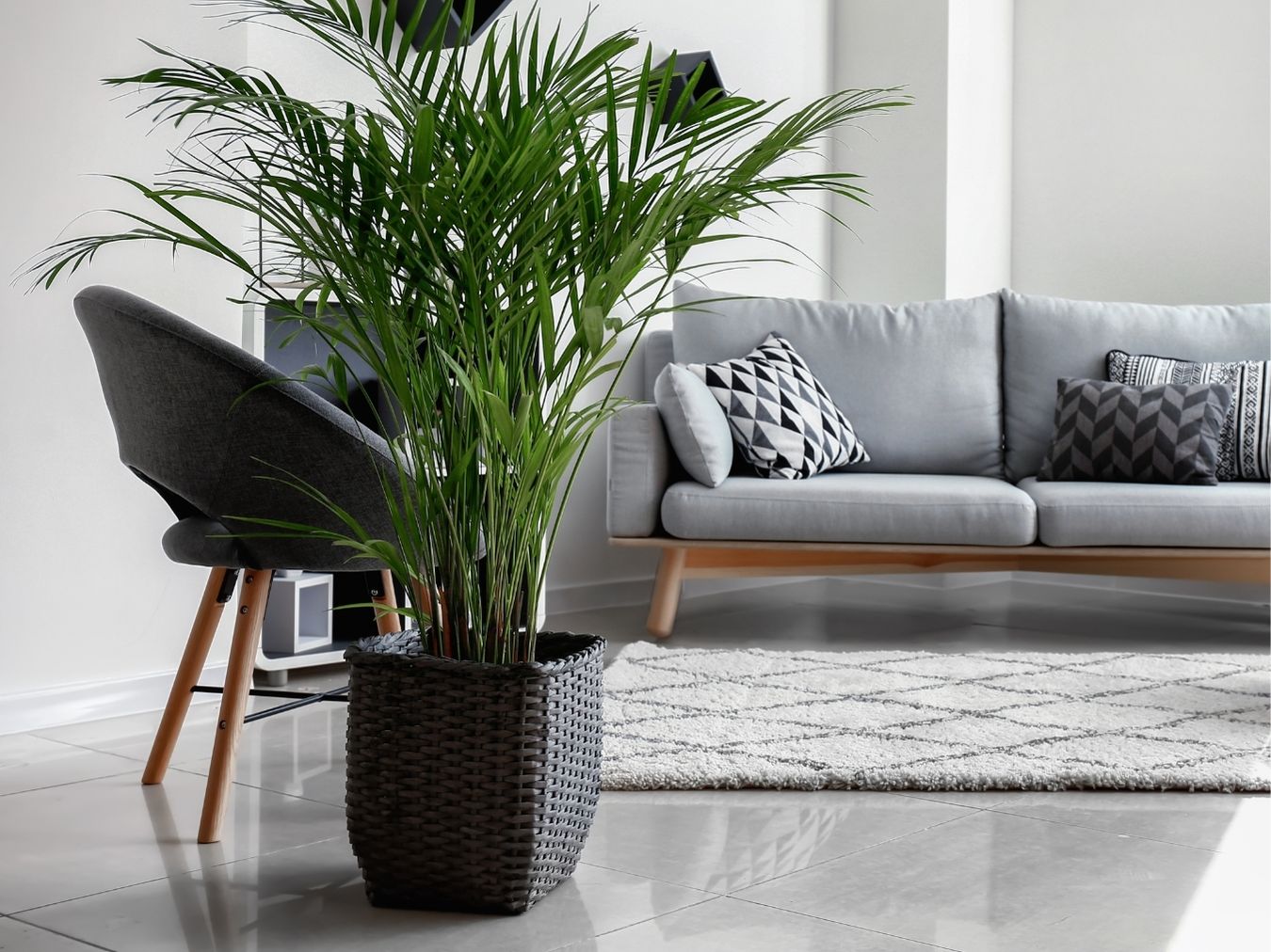 아레카야자 가격