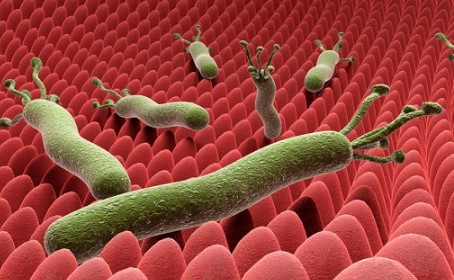 헬리코박터균 자주 묻는 질문 FAQ