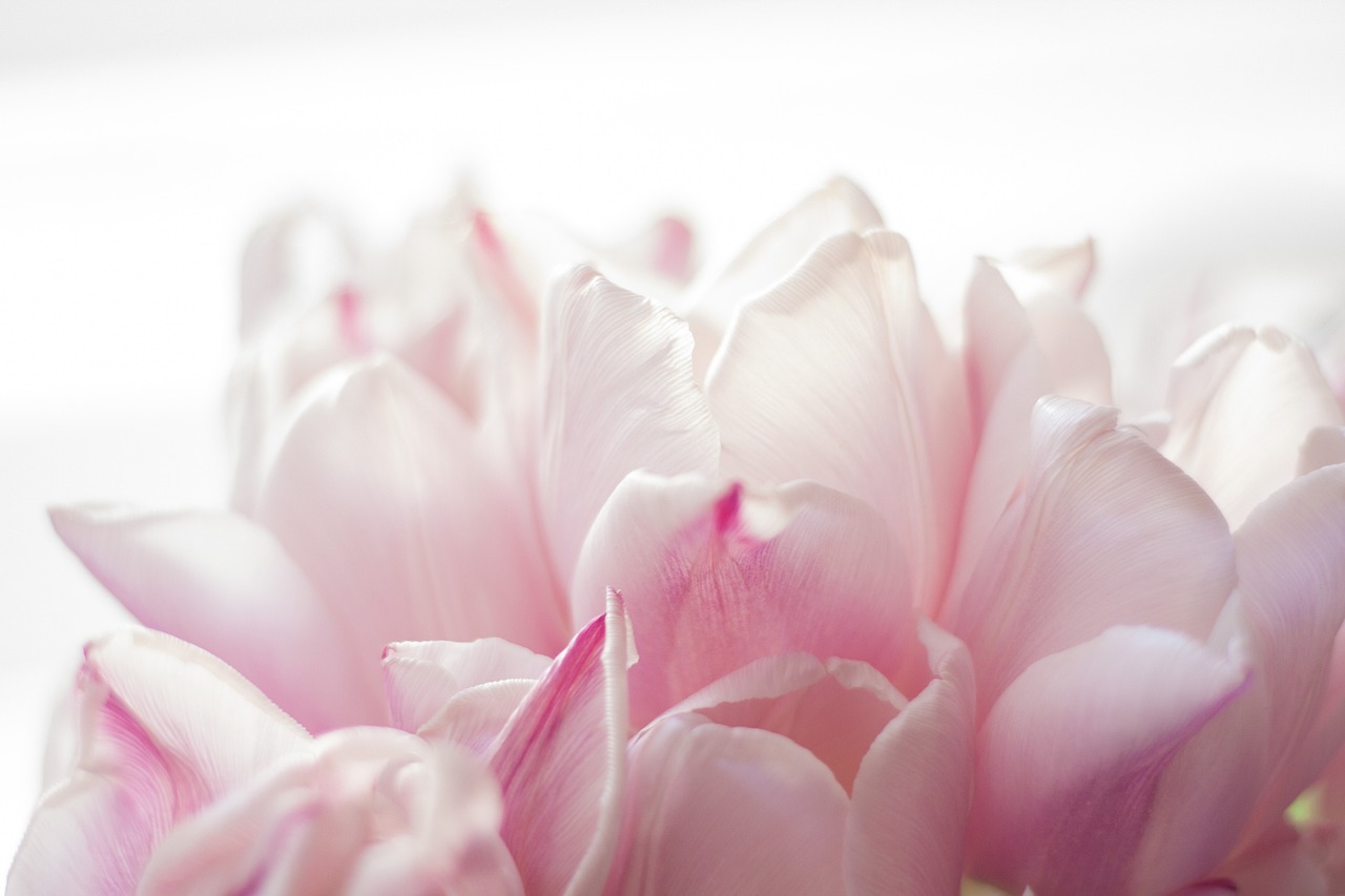 제주 보름왓 튤립축제 봄꽃 여행 필수코스