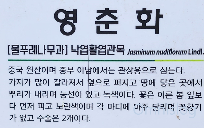 영춘화(迎春花) Jasminum nudiflorum.