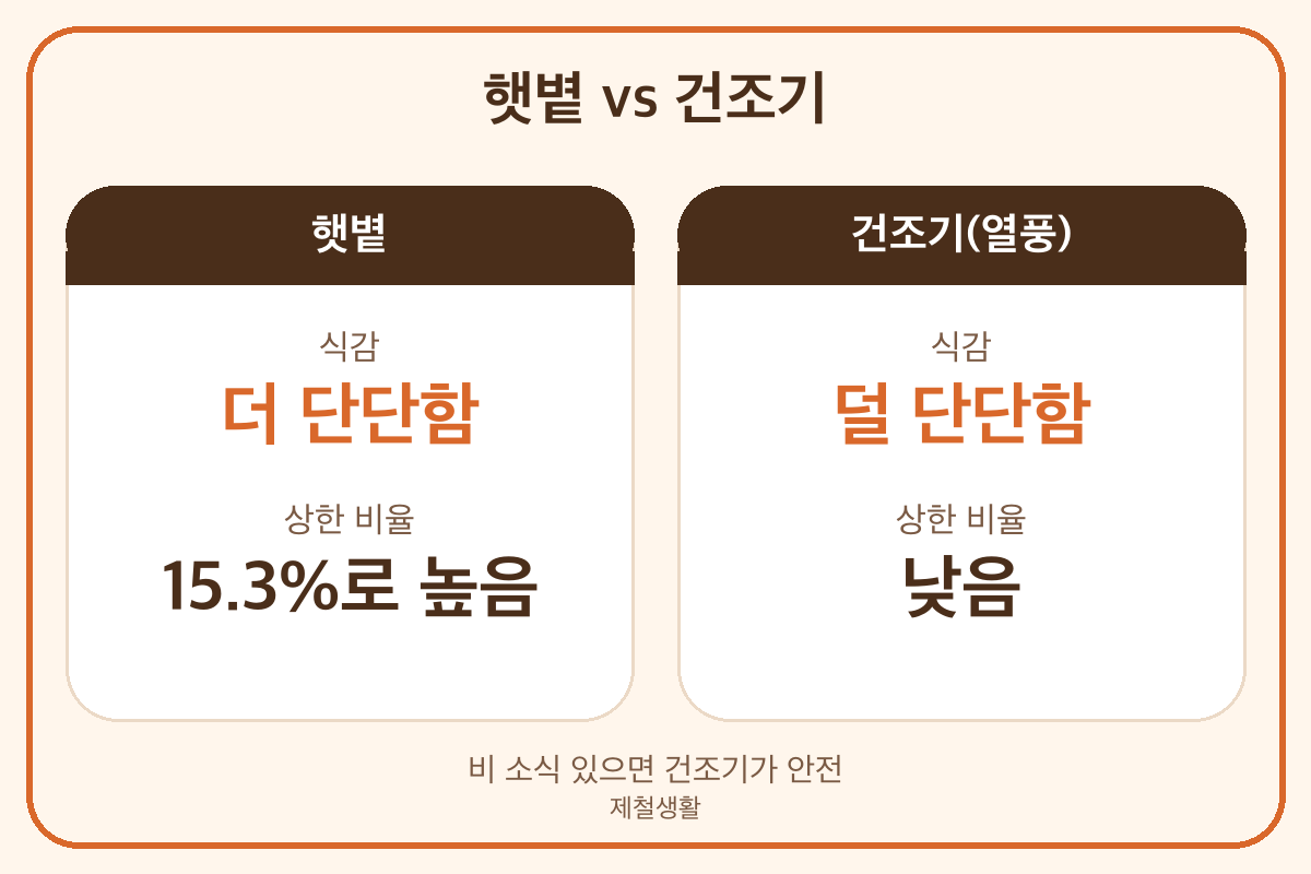 대추 햇볕 건조와 건조기 열풍 건조 비교 부패율