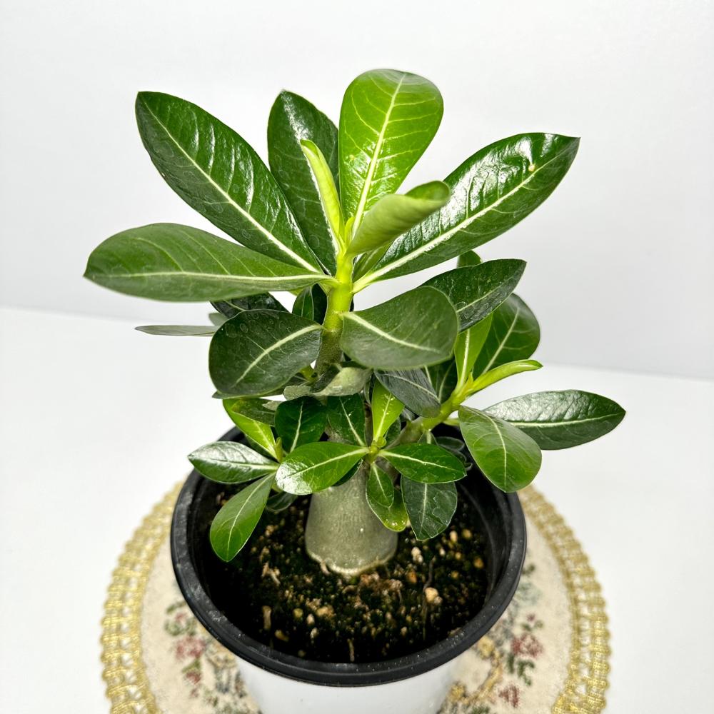 아데니움 키우기 석화 바오밥나무 키우는법