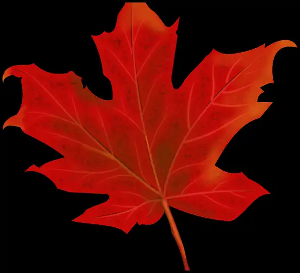 2024년 내장산 단풍절정시기