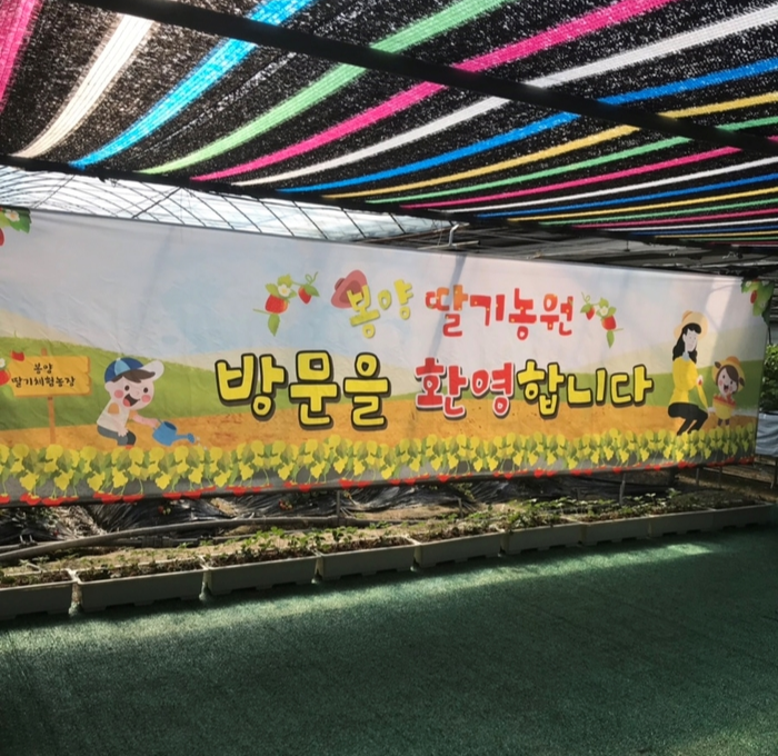 6시내고향 하얀딸기 봉양딸기농원