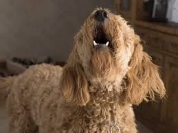 강아지가 짖는 모습