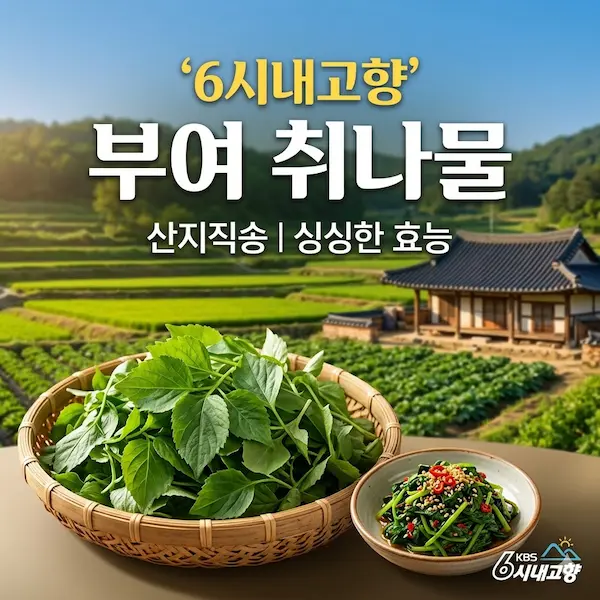 6시내고향 부여 취나물 썸네일