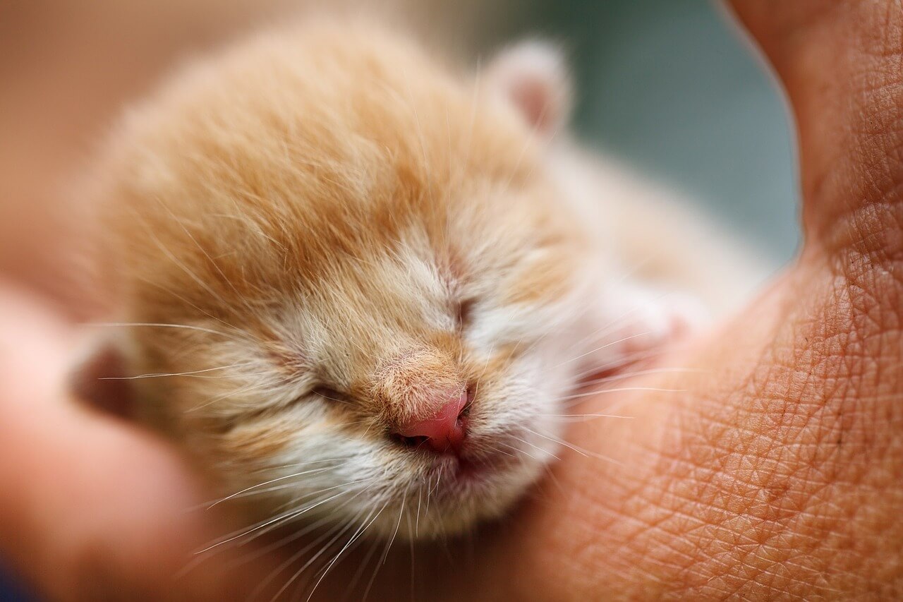 새끼 고양이 꿈과 개인의 성장