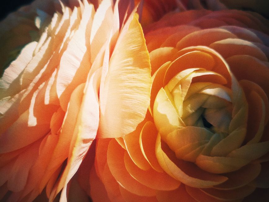 A vibrant close-up of a delicate orange Ranunculus flower in full bloom, showcasing its layered petals.